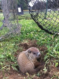 Trapped groundhog freed from baseball net at Norwich Little League field Trapped groundhog freed from baseball net at Norwich Little League field